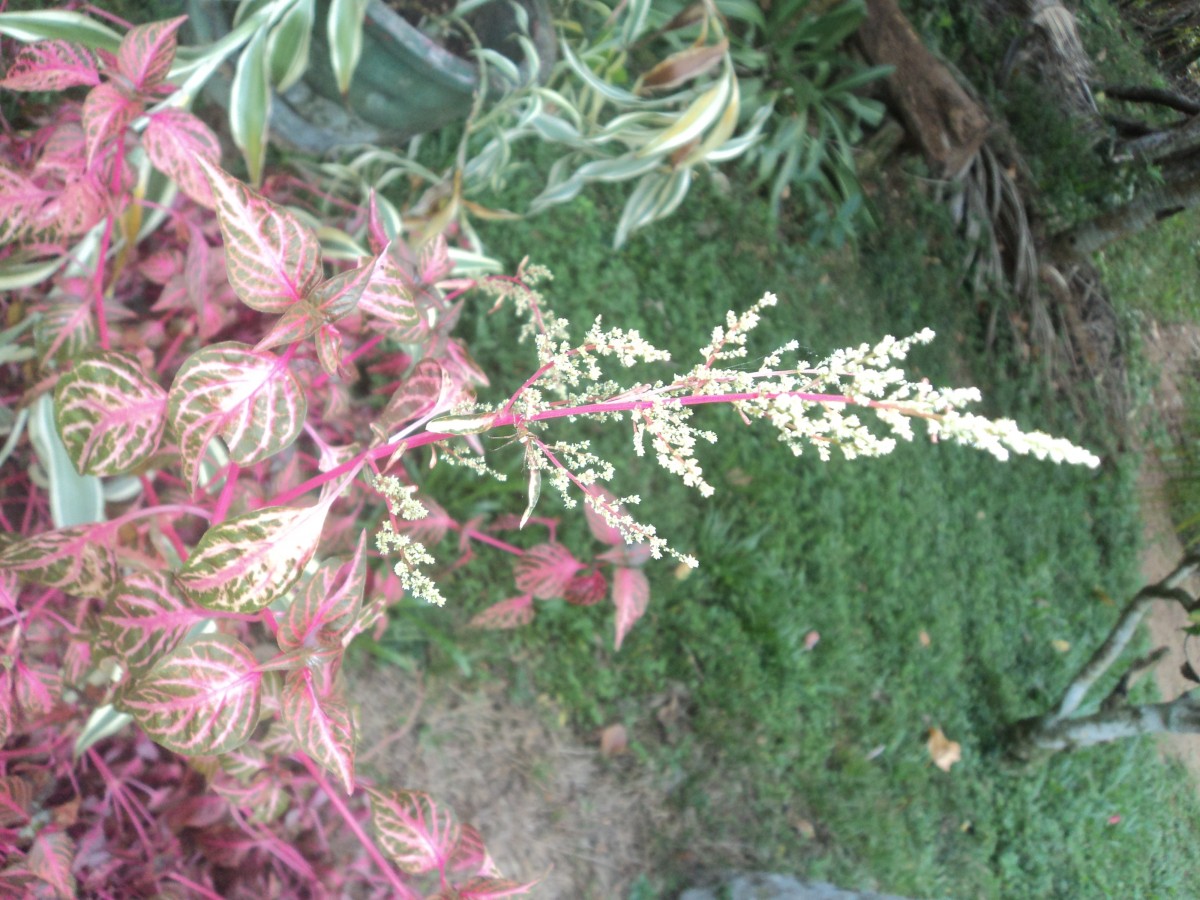 Iresine diffusa f. herbstii (Hook.) Pedersen